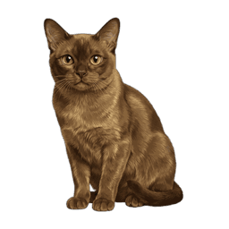 Asiatische Katze
