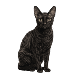 Cornish Rex