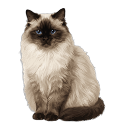Himalaya-Katze