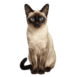 Siamkatze