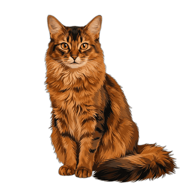 Somalische Katze