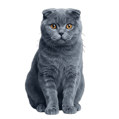 Scottish Fold